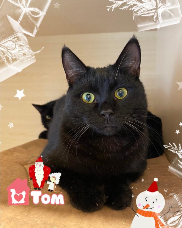Том мальчик